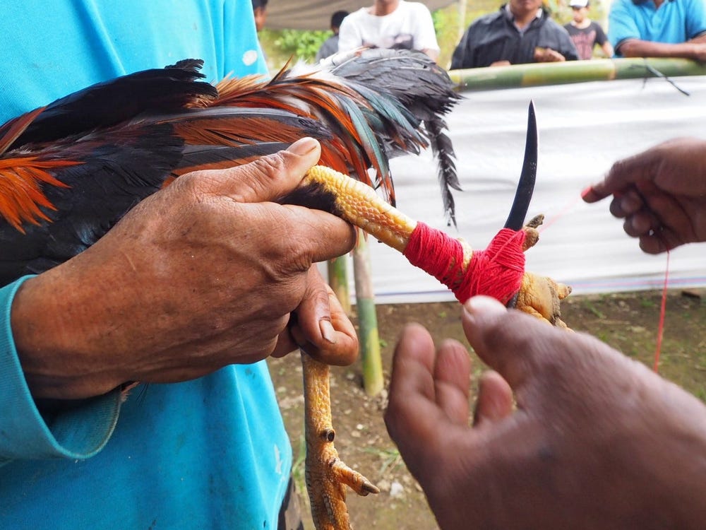 Indian Man Killed By His Own Rooster During Cockfight — Guardian Life —