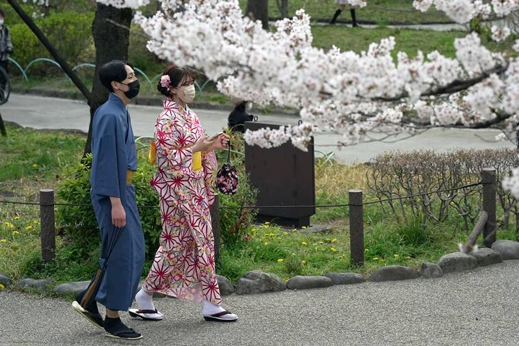 japan, cherry blossom