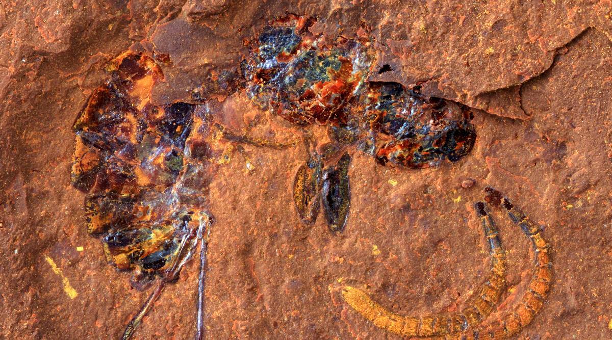 Fossils of a prehistoric rainforest hide in Australia's rusted rocks - Ghanamma.com