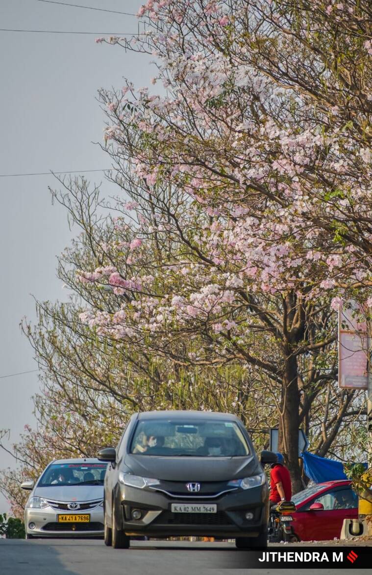 cherry blossoms, cherry blossoms trees, cherry blossoms in Bengaluru, pictures of cherry blossom trees in Bengaluru, cherry blossoms in India, indian express news