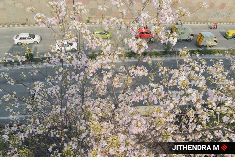 cherry blossoms, cherry blossoms trees, cherry blossoms in Bengaluru, pictures of cherry blossom trees in Bengaluru, cherry blossoms in India, indian express news