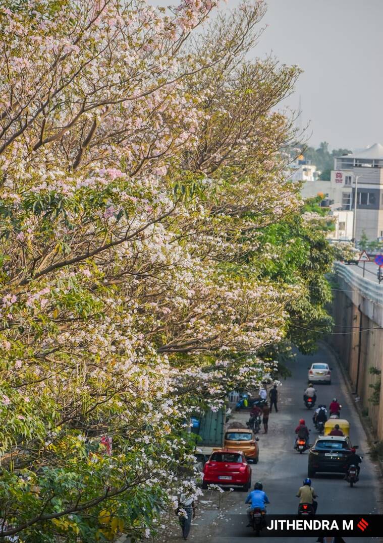 cherry blossoms, cherry blossoms trees, cherry blossoms in Bengaluru, pictures of cherry blossom trees in Bengaluru, cherry blossoms in India, indian express news