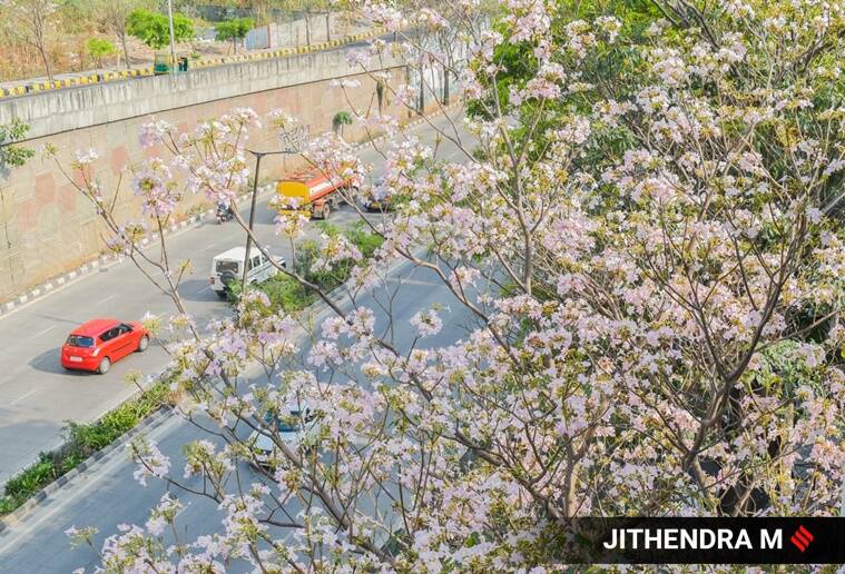 cherry blossoms, cherry blossoms trees, cherry blossoms in Bengaluru, pictures of cherry blossom trees in Bengaluru, cherry blossoms in India, indian express news