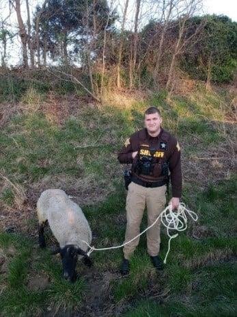 Deputy uses skills learned from TV to lasso loose sheep on the highway