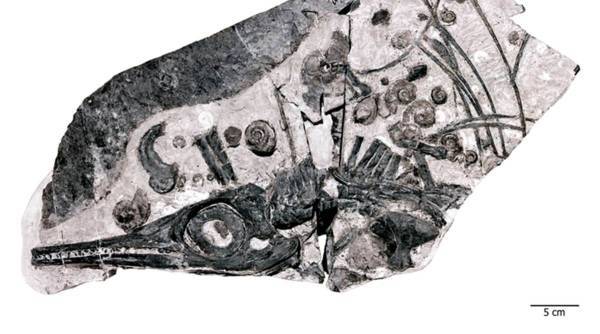  ichthyosaur fossil 