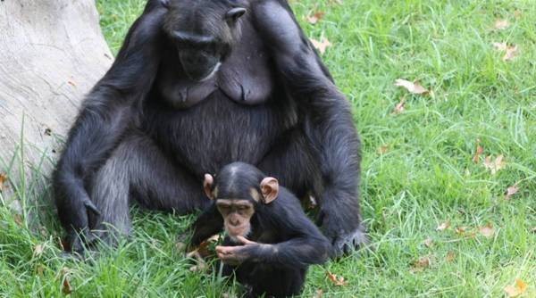 Females chimpanzees 