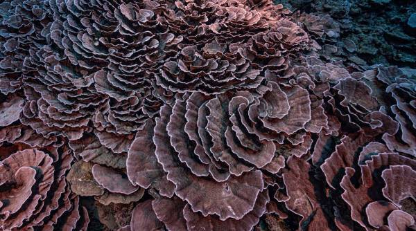 Tahiti Coral Reef