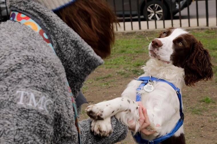 dogs, dog personality research