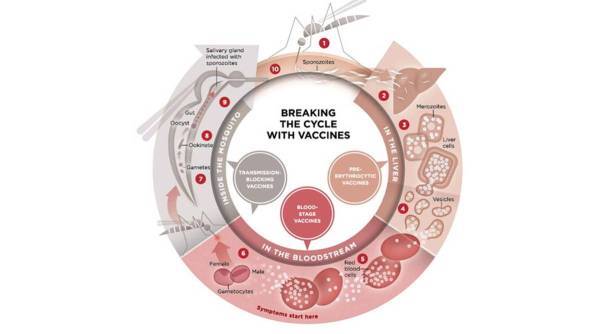 Life cycle of the malaria parasite.