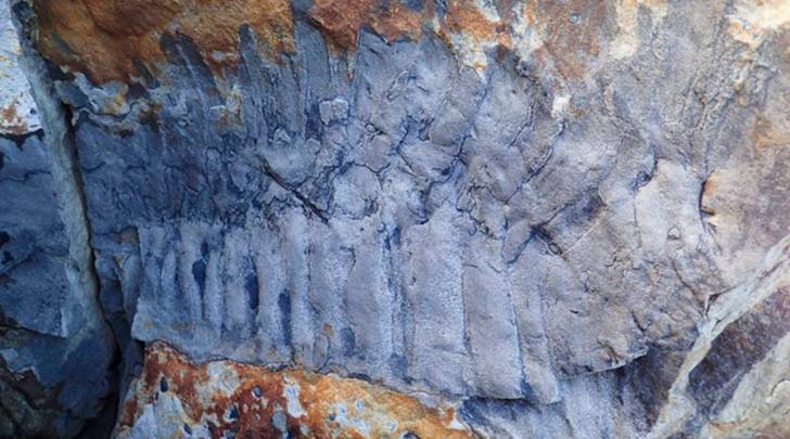 Fossilised section of the giant millipede