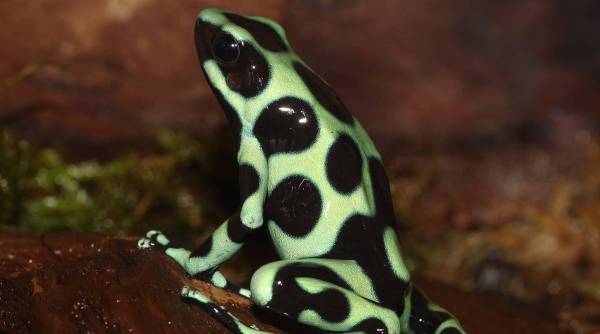 Poison dart frog 