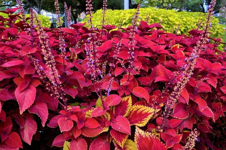 variegated plants