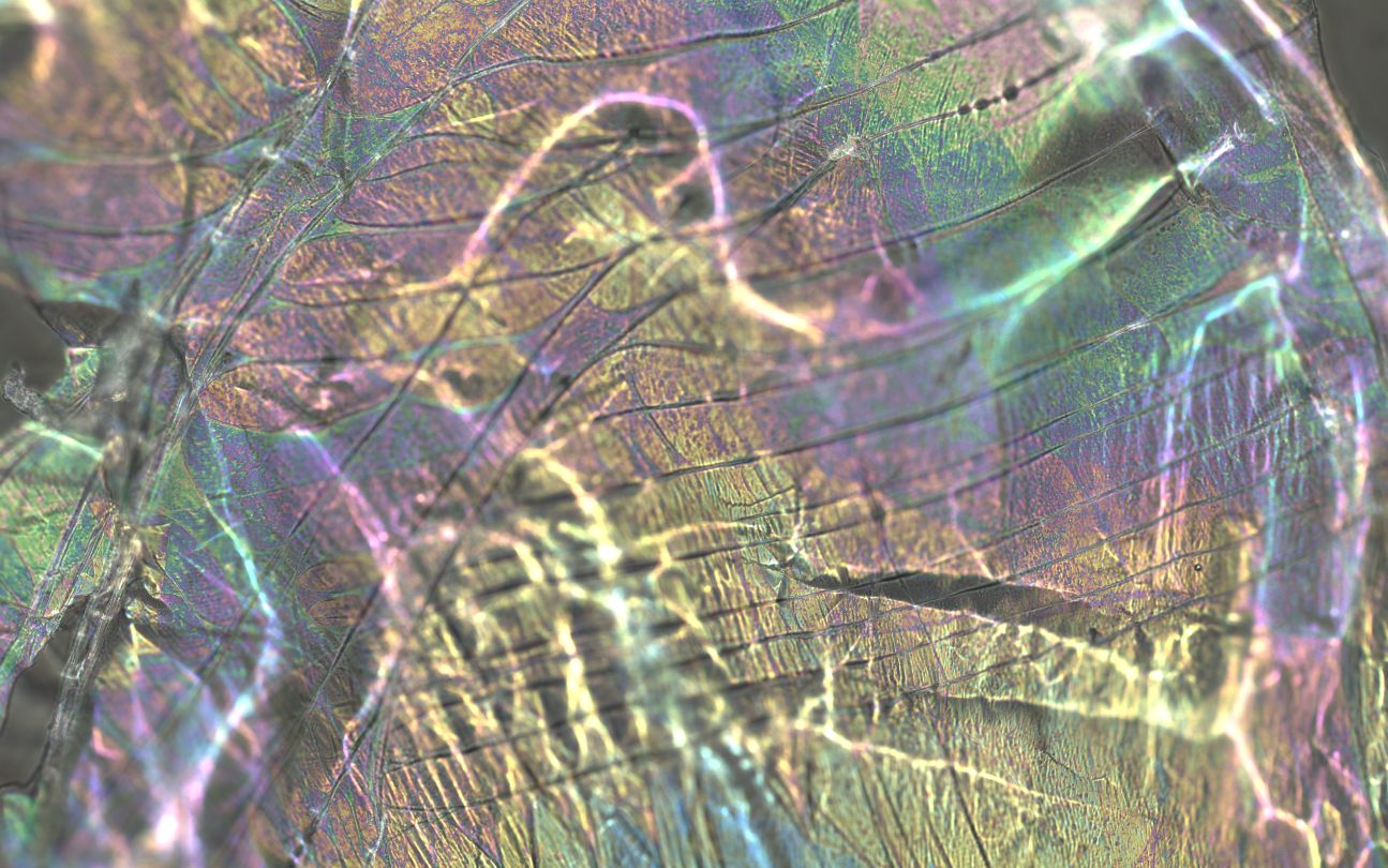 Raman Spectrograph of bee's nesting materials