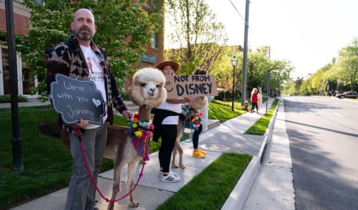 Depp alpacas