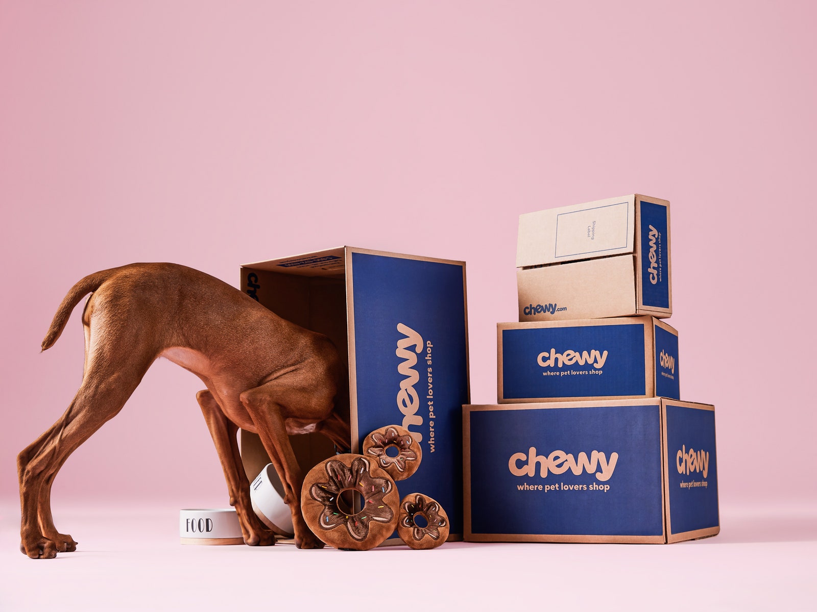 Dog sniffing in Chewy.com boxes