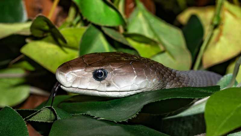 watch-how-can-i-protect-my-home-from-snakes-you-can-t-really