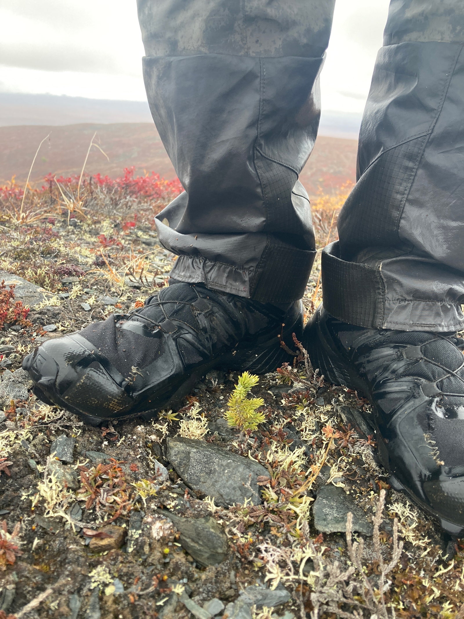 shoes near growing spruce tree