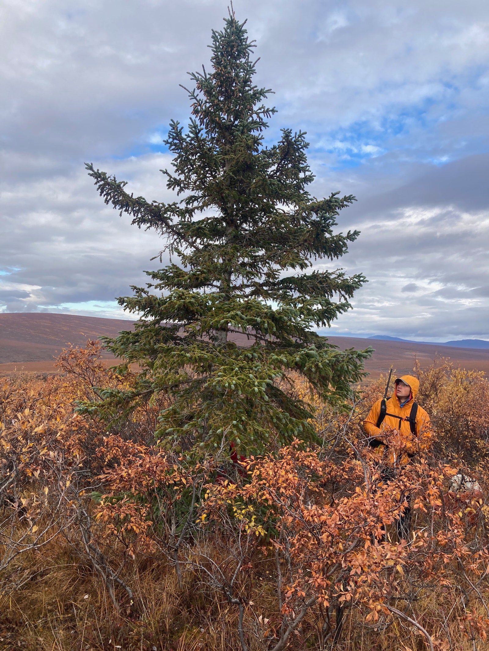 researcher looking up white spruce