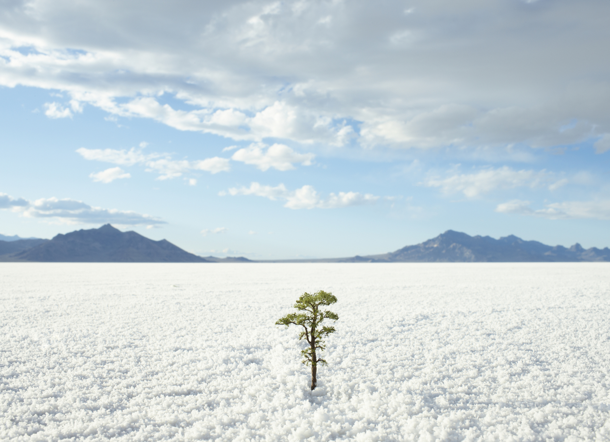 Small tree growing on salt flats