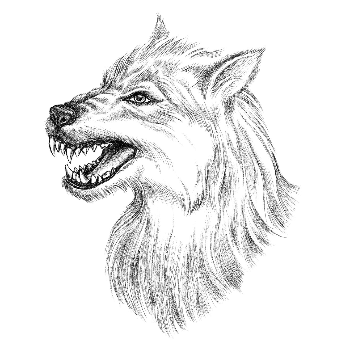 Illustration of a dog snarling