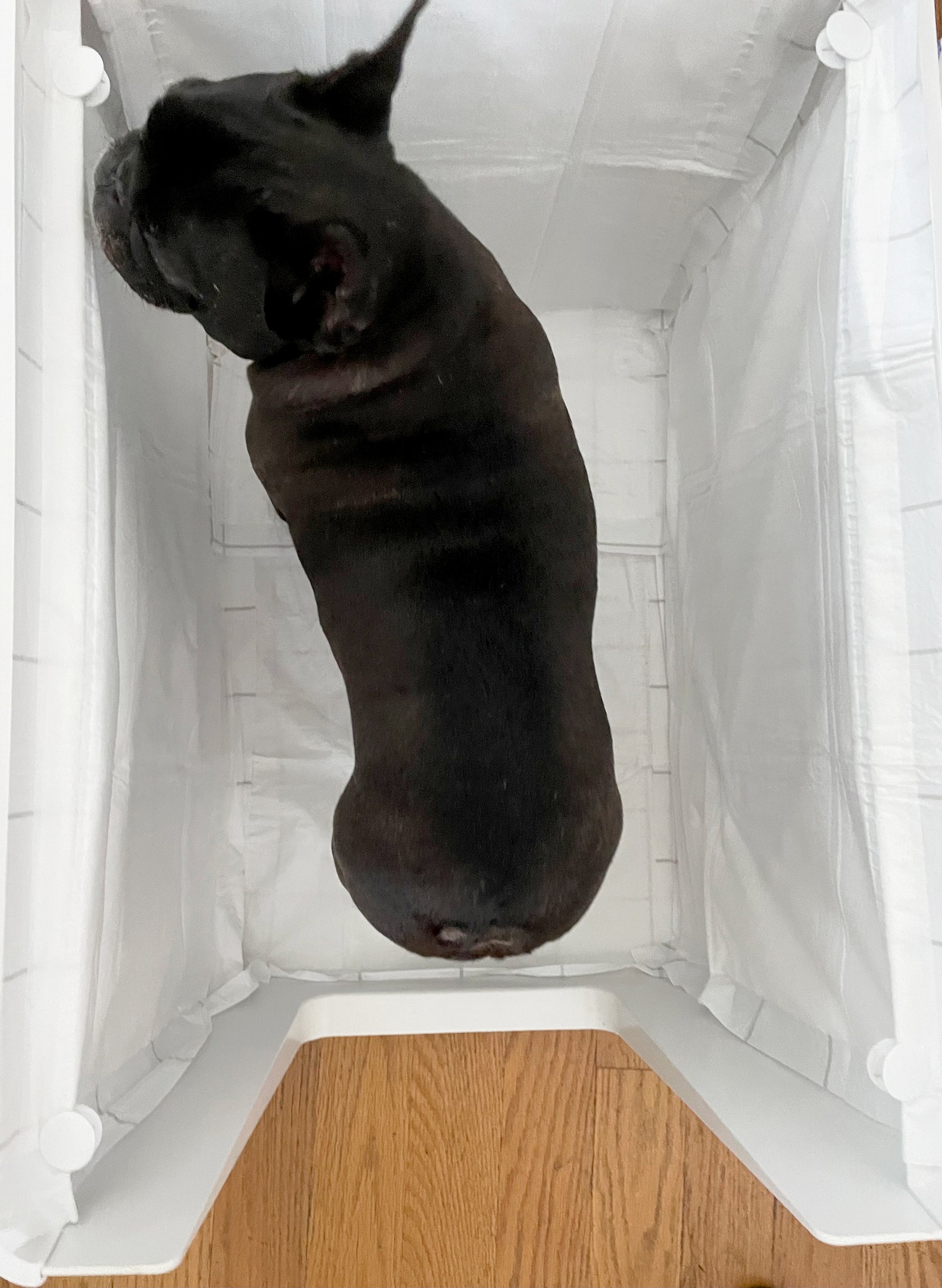 French Bulldog standing inside of the Doggy Bathroom