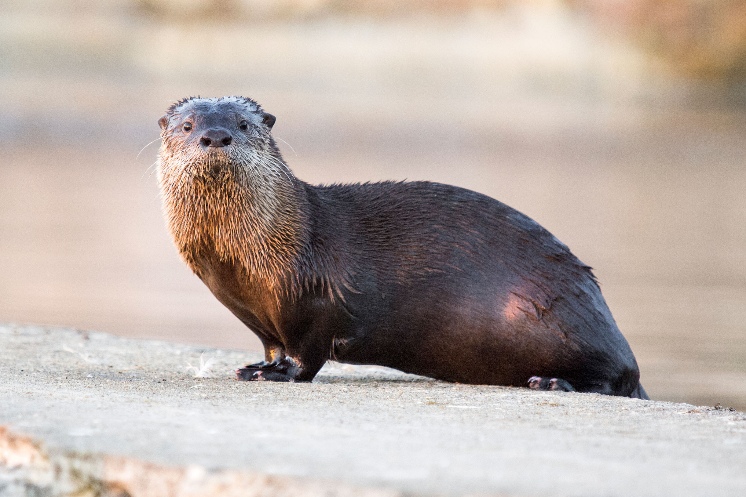 a river otter