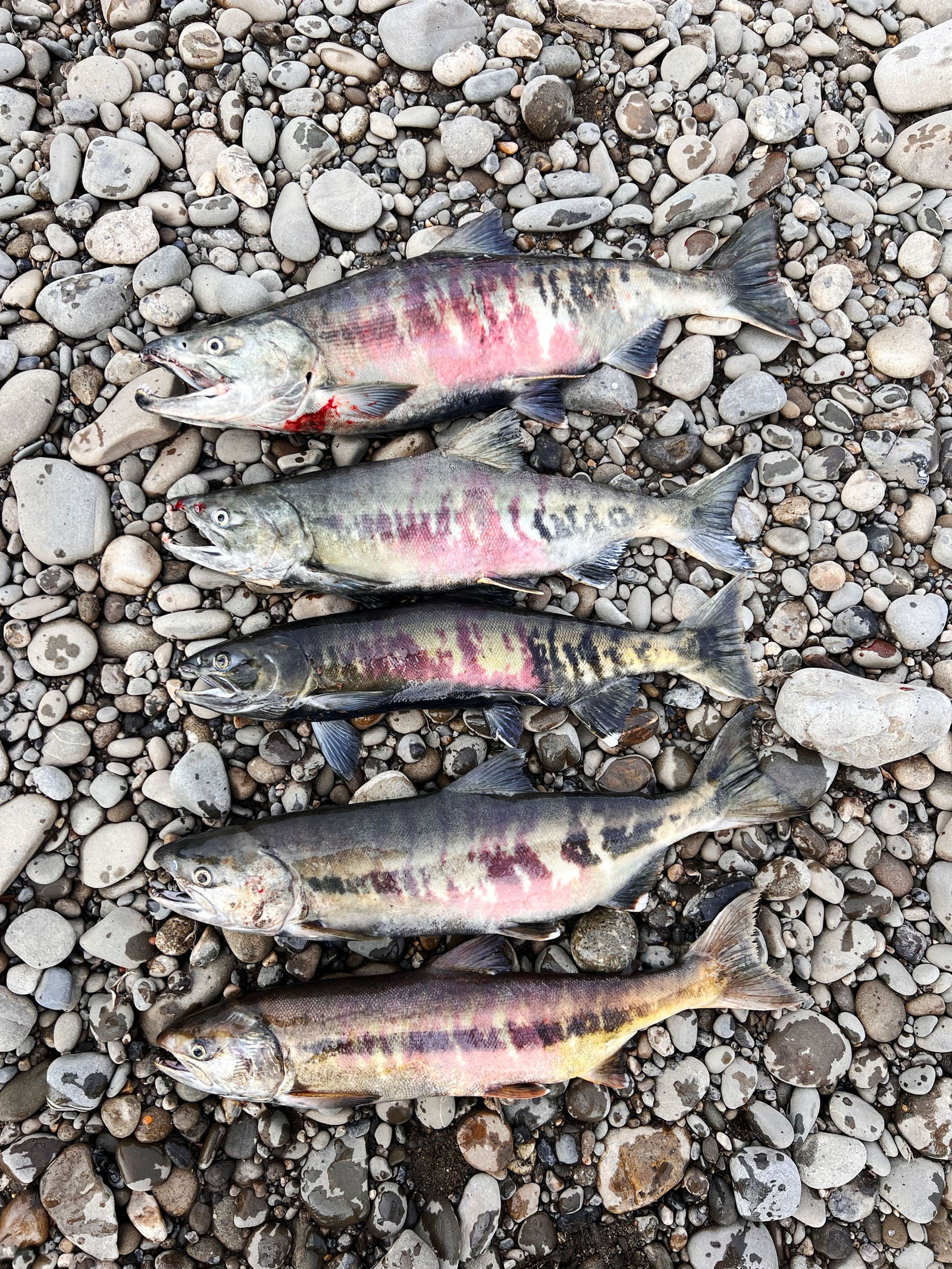 5 pieces of salmon lined up