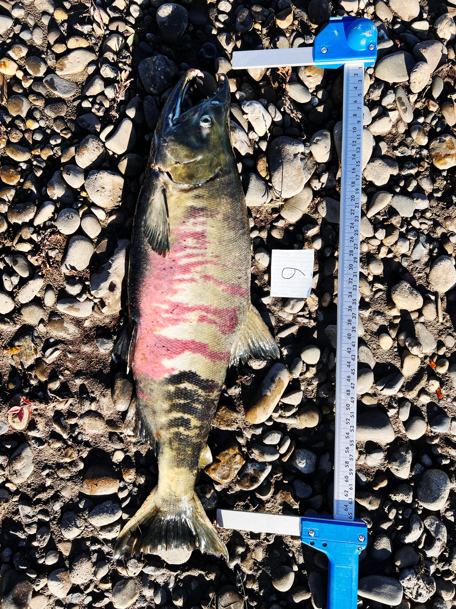 measuring instrument adjacent to chum salmon