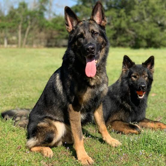 The top 5 most Powerful Guard Dogs in the World - Ghanamma.com