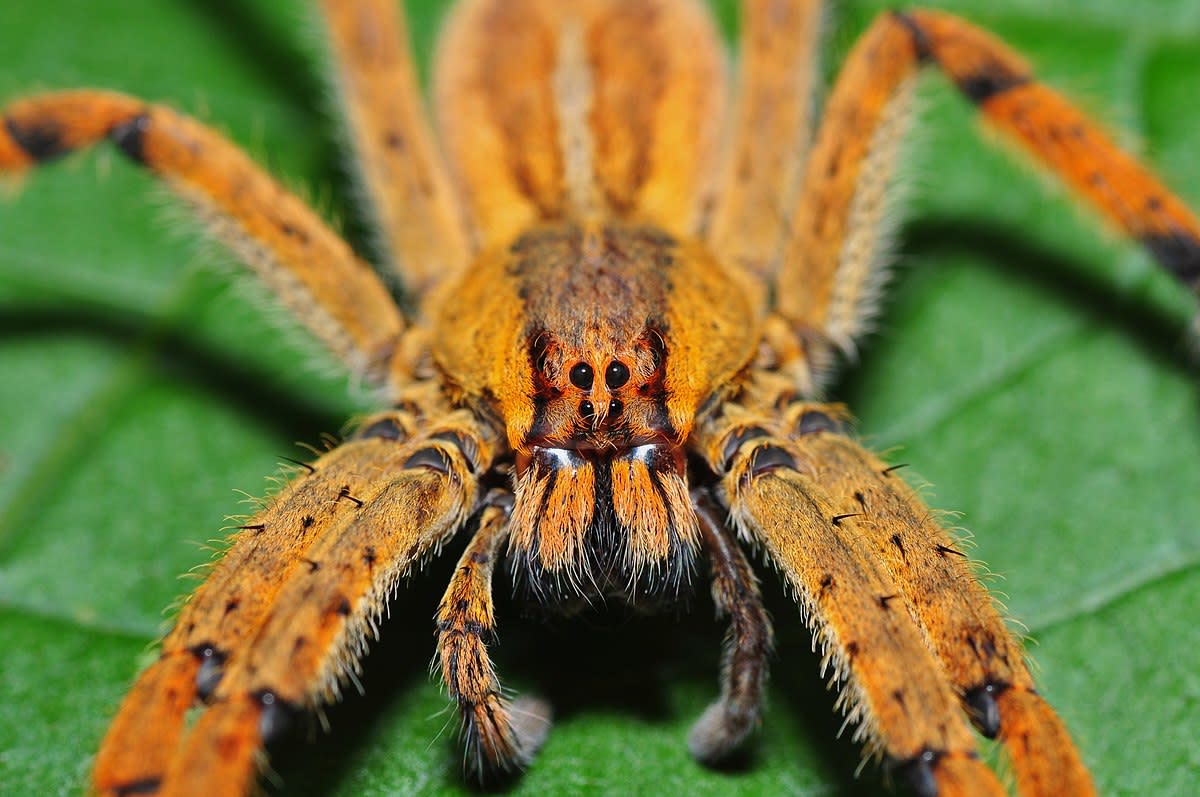 most-venomous-and-toxic-spider-species-in-the-world