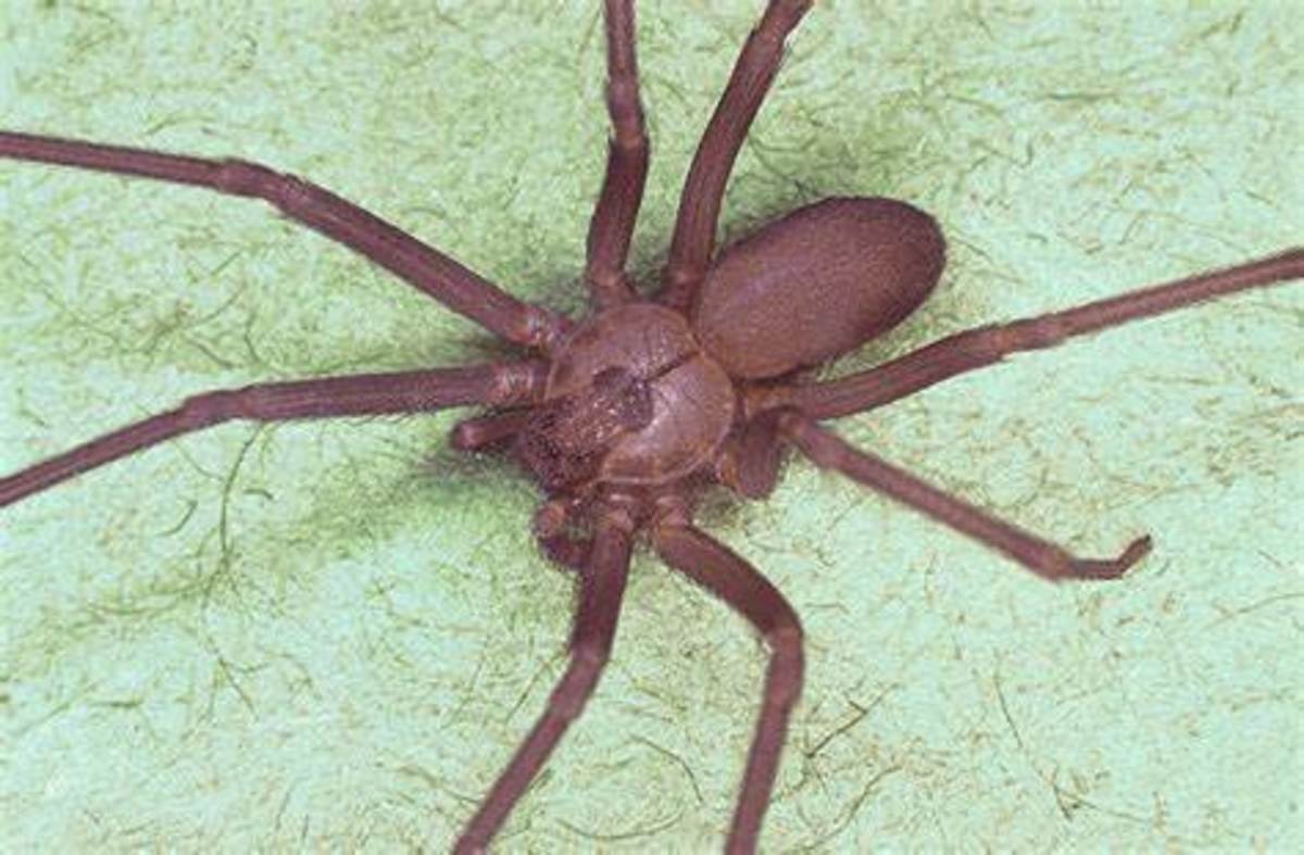 most-venomous-and-toxic-spider-species-in-the-world