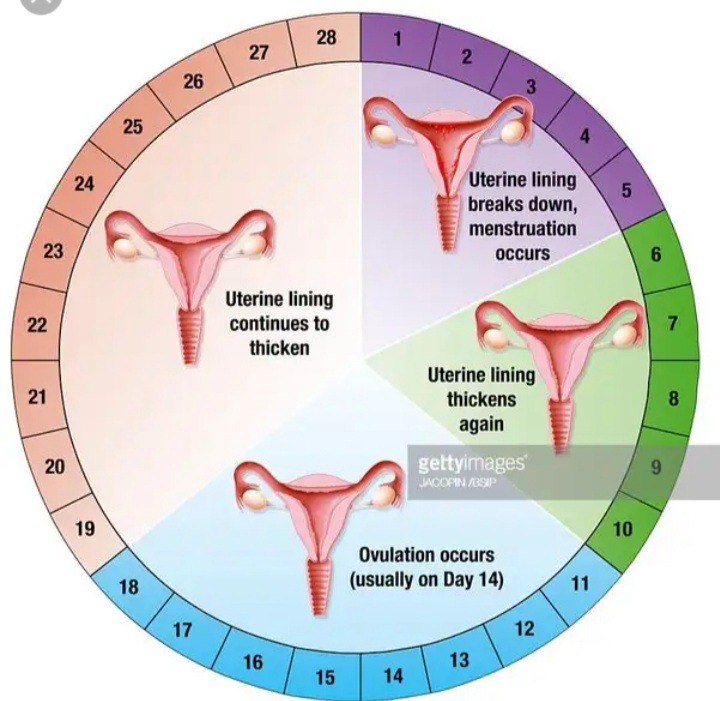 monthly-period-use-this-method-to-calculate-safe-days-if-you-want-to