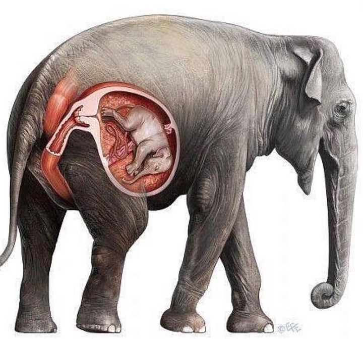 animals-that-have-the-longest-pregnancy-periods-in-the-world-ghanamma