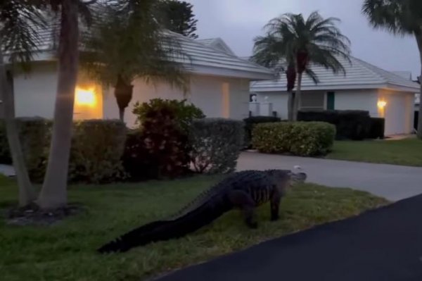 Watch Big Alligator Takes An Easter Stroll Through Florida Neighborhood 3195