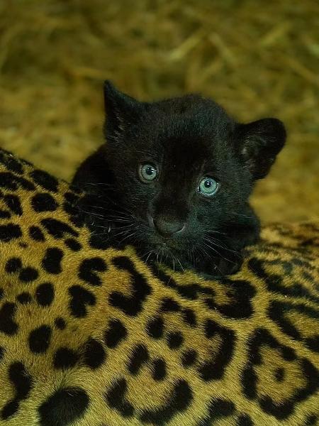 Dark-haired cub - Big Cat Sanctuary - Big Cat Sanctuary