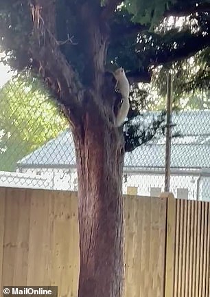 Footage shows the fluffy creature foraging in the leaves of South Norwood recreational ground in south London this morning