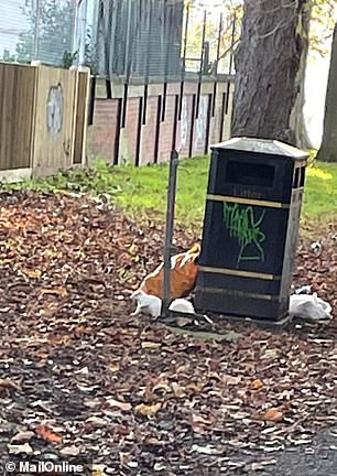 Lily, 27, was delighted to have finally captured the rare squirrel on camera this morning as she has spotted it a few times before but hasn't been quick enough