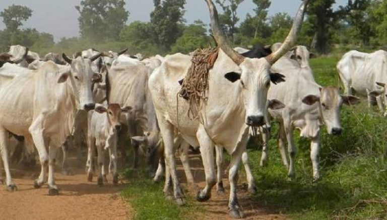 Man Caught Having S3x With Neighbours Cow