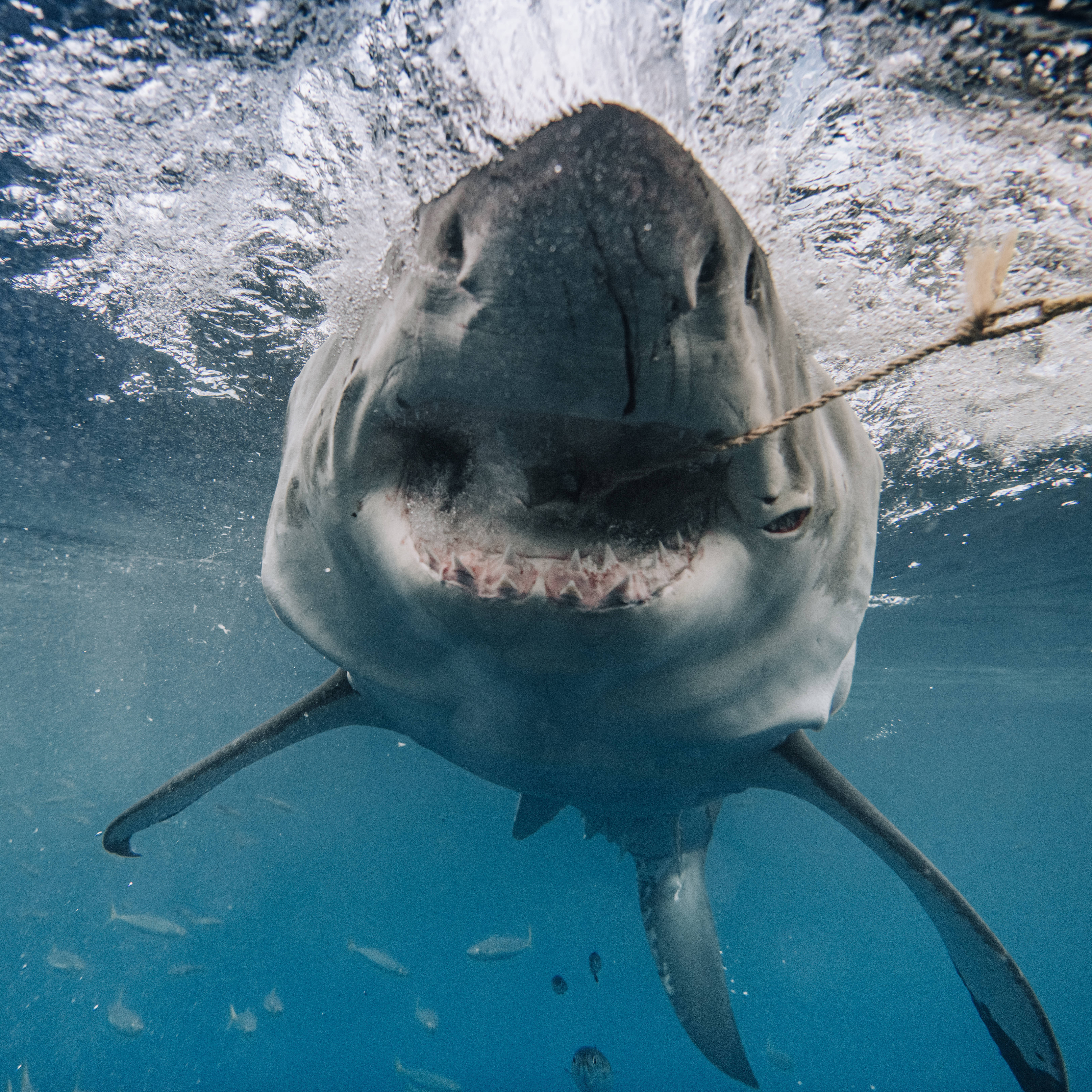 One incredible picture showed grizzled Brutus sinking his six-inch teeth into bait