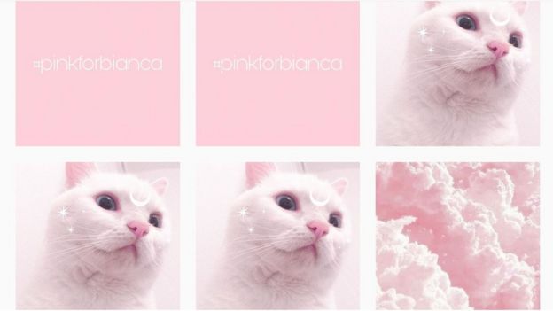 Photographs of cats and #pinkforbianca