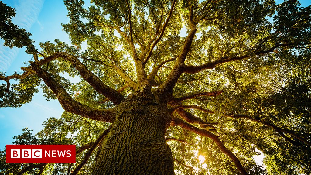 Thousand-year-old oaks seed experimental 'super forest' - Ghanamma.com