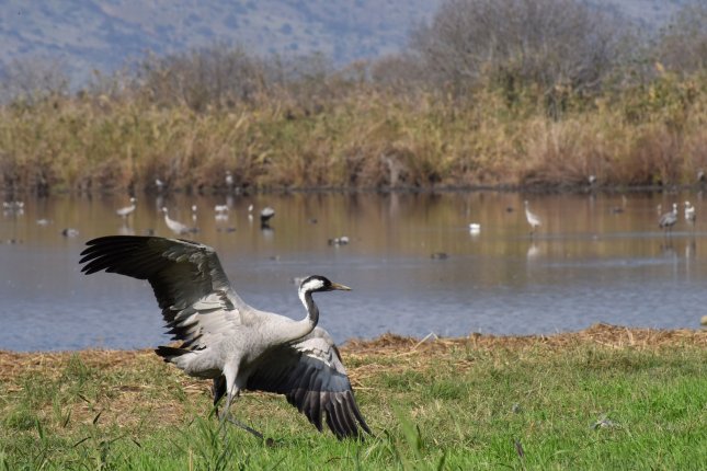 Avian flu spreads to more than 30 states; public health threat deemed low