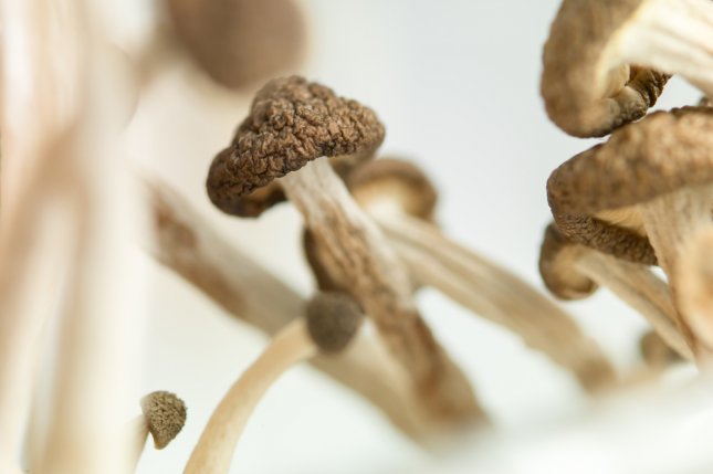 Study: Psychedelic mushroom ingredient helps reduce depression