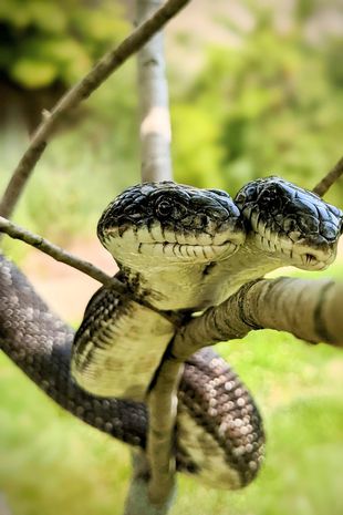 The snake is five feet long and is preparing to mark its 17th year