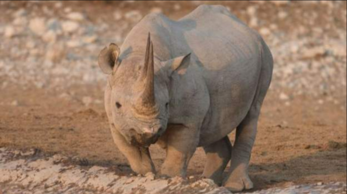 A total of 22 rhinos have been killed by poachers since the beginning of the year