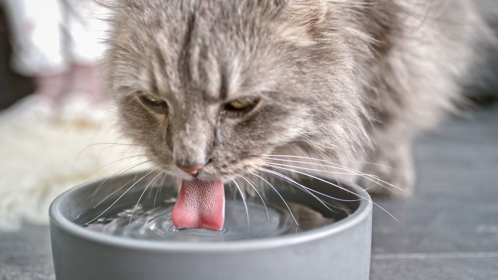 Cat drinking from a bowl