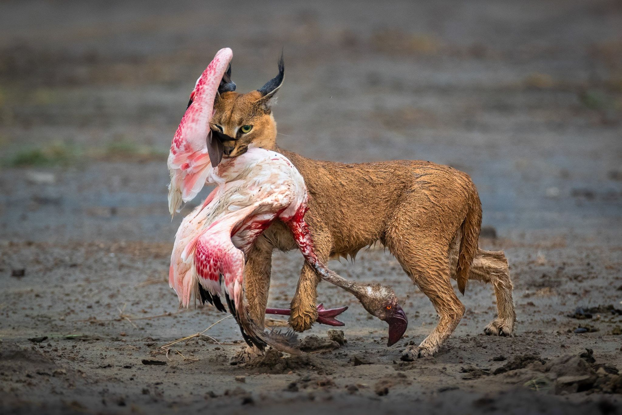 A caracal carrying it's prey, a flamingo, in Ndutu, Republic of Tanzania.