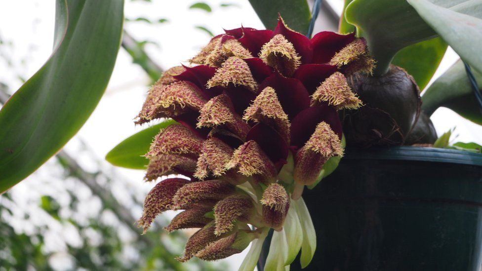 The Bulbophyllum phalaenopsis orchid