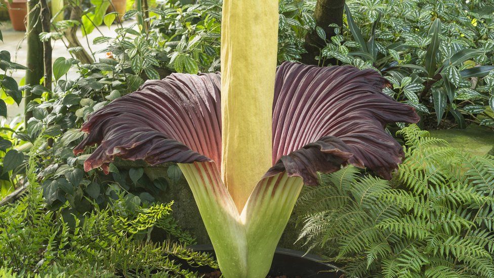 Titan arum plant at Cambridge University Botanic Garden