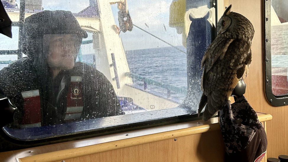 Owl peers at sailor through window